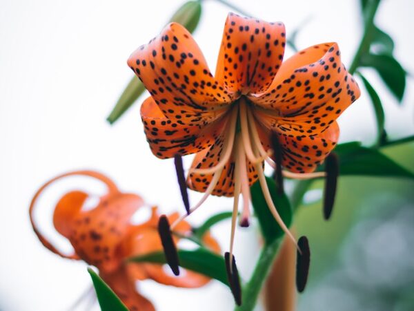 Tiger Lily Meaning: Spiritual Interpretation and Symbolism Explained